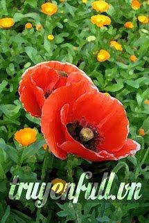 Gửi Anh – Chàng Trai Giống Cánh Đồng Hoa Anh Túc